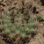 Gymnocalycium pflanzii 'zegarrae' MN 0441 (10km n Saipina, 1510, Cochabamba, Bolivia)