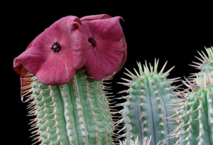 Hoodia ruschii