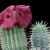 Hoodia ruschii