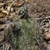 Echinopsis bridgesii ssp. vallegrandensis MN 0442 (10km n Saipina, 1510, Cochabamba, Bolivia)