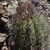 Parodia columnaris MN 0443 (15km W Pulquina, 1444, Cochabamba, Bolivia)