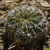 Echinopsis obrepanda MN 0453 (N Molinero, 2702, Cochabamba, Bolivia)