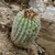 Parodia ocampoi MN 0456 (Puente Arce, 1524, Chuquisaca, Bolivia)