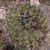 Gymnocalycium pflanzii 'zegarrae' MN 0461 (Sotomayor, 2591, Potosi, Bolivia)