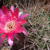 Lobivia versicolor / rossii MN 0475 (N Communidad Abra Pampa, Padcoyo-Pulquina, 4001, Chuquisaca, Bolivia)