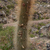 Cleistocactus buchtienii MN 0483 (1 km N of Est. Anta Marca, 3151, Chuquisaca, Bolivia)