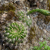 Echinopsis mamillosa MN 0490 (1 km E of Santa Elena, 2239, Chuquisaca, Bolivia)
