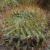 Lobivia chrysochete 'chunchullensis' MN 0495 (8 km S of San Marcelo, 3330, Chuquisaca, Bolivia)