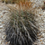 Parodia maxima MN 0500 (Co. Guelta, SW La Cueva, 3223, Chuquisaca, Bolivia)