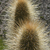 Cleistocactus buchtienii MN 0501 (Co. Guelta, SW La Cueva, 3223, Chuquisaca, Bolivia)