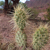 Opuntia sulphurea MN 0504 (4 km N Villa Abecia, 2312, Chuquisaca, Bolivia)