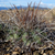 Parodia suprema MN 0513 (S Cana Cruz, Quebrada Lluscayo, 3427, Tarija, Bolivia)