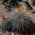 Parodia maxima MN 0515 (S Cana Cruz, 2991, Tarija, Bolivia)
