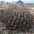 Lobivia chrysochete 'hystrix' MN 0518 (Cuesta de Sama, 3614, Tarija, Bolivia)
