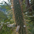 Cleistocactus micropetalus MN 0529 (Est. Tacaruandi - Est. Cañadas, W Palos Blancos, 1124, Tarija, Bolivia)