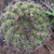 Gymnocalycium pflanzii MN 0530 (Est. Tacaruandi - Est. Cañadas, W Palos Blancos, 1124, Tarija, Bolivia)