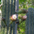 Trichocereus terscheckii MN 0531 (E. Palos Blancos, 909, Tarija, Bolivia)