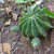 Echinopsis subdenudata MN 0532 (8 km W Camatindi, 663, Gran Chaco, Bolivia)