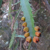 Lepismium monacanthum MN 0535 (Caraparicito, 1153, Santa Cruz, Bolivia)