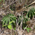 Echinopsis spec. MN 0538 (Parque Regional Lomas de Arena, 445, Santa Cruz, Bolivia)