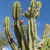 Cereus stenogonus MN 0540 (Parque Regional Lomas de Arena, 445, Santa Cruz, Bolivia)