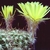 Lobivia aurea ´depressicostata´  WR 526