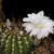 Lobivia aurea v. albiflora WR 710