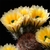 Echinocereus dasyacanthus ssp. rectispinus (Alamos de Pena, Chihuahua, Mex)