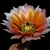 Echinocereus pectinatus ssp. rutowiorum (Sierra el Tambor, Chihuahua, Mex)