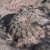 Gymnocalycium spegazzinii JN 1169 (Cafayate, 1640m, Salta, Arg)