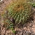 Lobivia maximiliana HNSO 177