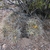 Maihueniopsis glomerata JN 456 (San Alberto, Mendoza, 2144m, Arg)