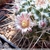 Mammillaria nejapensis CH 180 (Mitla, Oaxaca, Mexico)