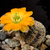 Rebutia pygmaea 'minor' MN 502