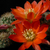 Rebutia sumayana MN 488 (SW Santa Elena, 3020m, Bolivia)