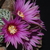 Turbinicarpus pseudopectinatus v. rubriflora (S. La Escondida, La Soledad, NL, Mex)