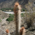 Cleistocactus buchtienii  MN 388 (E Tojo, 2685m, Bol)