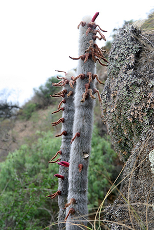 Cleistocactus straussii  MN 346 (W Padcaya, 2100m, Bol)