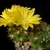 Weingartia neucumingii MN 435 (Abra Copa y Sombrero, Mataral - Pulquina, Santa Cruz, Bolivia)