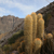 Oreocereus celsianus  MN 390 (N Tojo, Co Negro, 3000m, Bol)