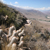 Oreocereus trollii  MN 396 (Huacalera, 3000m, Jujuy, Arg)