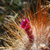 Oreocereus trollii  MN 399 (E Huacalera, 3200m, Jujuy, Arg)