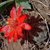 Rebutia atrovirens v. pseudoritterii SE 65