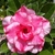 Adenium obesum cv. Triple Flower