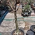 Adenium somalense