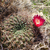 Sulcorebutia purpurea 'gigantea' MN 612 (N San Pedro de Buena Vista, 3539m, Bol)