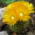 Parodia aureispina ME 39 (M Eichler) (Rio Mojotoro)
