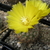 Parodia setifera var. cabracorallensis ME 41 (M Eichler) (Cabra Corral)
