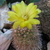 Parodia riojensis ME 53 (M Eichler) (Los Angeles)