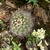 Parodia borthii n.n. ME 78 (M Eichler) (Singuil)